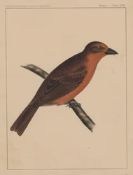 Pássaros, placa XXXI, 1855